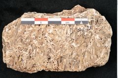 Foto (Detailansicht) von Abies excelsa (NHMW-GEO-2024-0188-11304)